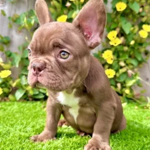 Chocolate French Bulldog puppy Twix standing on grass with green eyes and smooth coat