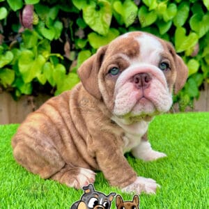 chocolate english bulldog puppy