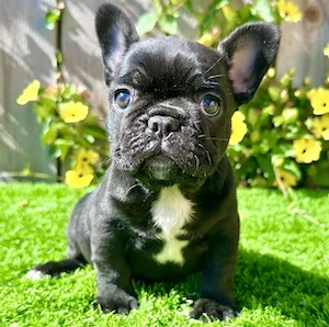 Frida (French Bulldog)