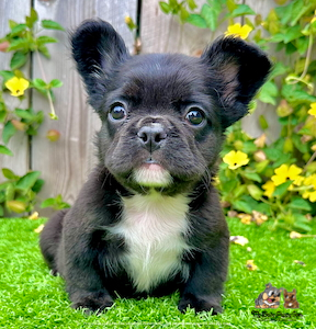 Black Fluffy French Bulldog puppy Koda sitting on grass with brown eyes