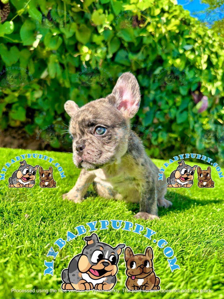Merle French Bulldog puppy
