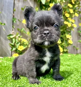Black Fluffy French Bulldog puppy Bruno sitting on grass with brown eyes