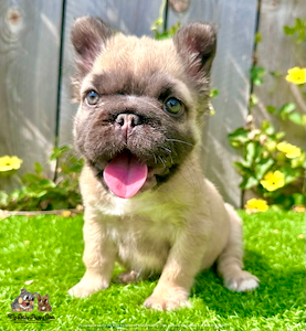 big rope fluffy french bulldog for sale in san diego california by mybabypuppy.com