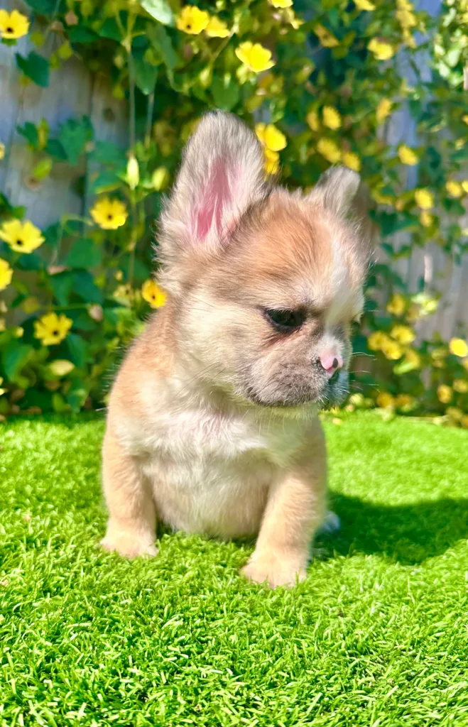 Fluffy Fawn French Bulldog walking on grass toward camera