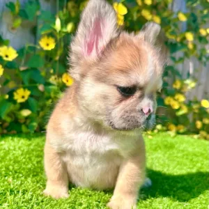 Stewart (Fawn Fluffy French Bulldog)
