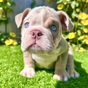 Lilac Tri English Bulldog puppy Hunk sitting on grass with blue eyes