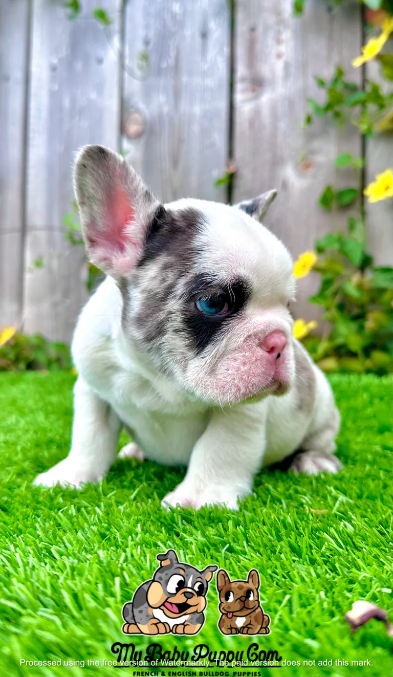 Blue Pied Merle French Bulldog puppy with bright blue eyes – 8 weeks old, male, named Ice