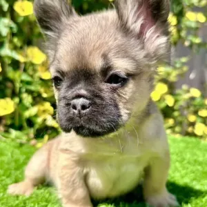 Mini Fawn Fluffy French Bulldog puppy Bella looking up with black mask