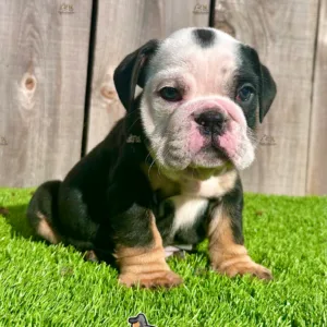 a picture of an english bulldog puppy sitting. The english bulldog puppy has an exotic color of black tri. He is for sale in san diego ca