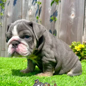 blue english bulldog puppy for sale by mybabypupy.com in san diego california