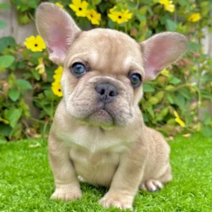 Fawn Merle French Bulldog puppy Frank standing on grass showing thick, compact build and unique coat pattern Fawn Merle French Bulldog puppy Frank standing on grass showing thick, compact build and unique coat pattern