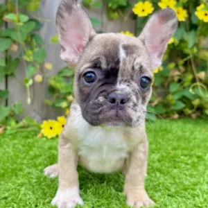 Mona (Fawn Merle French Bulldog)
