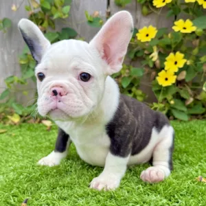 Black and White French Bulldog puppy Colt standing on grass showing bold coat and confident stance