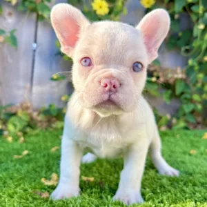 PEARL (Female French Bulldog)