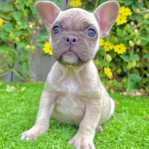 Chocolate Fawn French Bulldog puppy Mocha laying down with green eyes and soft coat