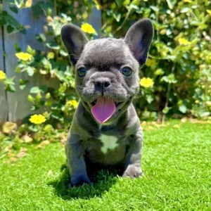 Blue French Bulldog puppy Luna standing on grass showing compact build and smooth blue coat