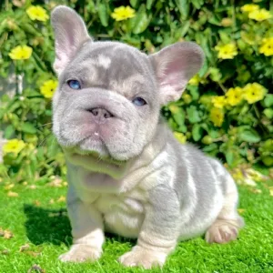 Adopted (Lilac Merle French Bulldog)