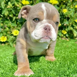 Rose the Lilac and Tan English Bulldog puppy lying on her belly with her front paws stretched out adorably
