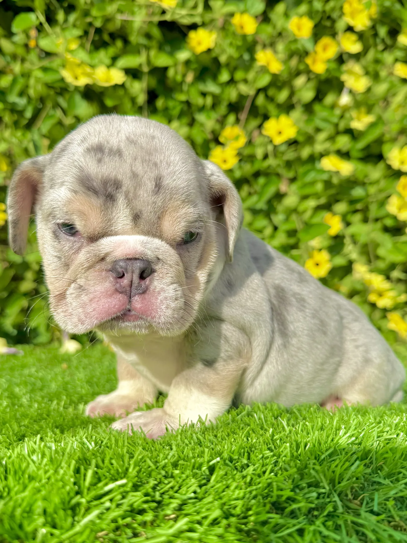 Blue tri merle English Bulldog puppy with blue eyes sitting on green grass