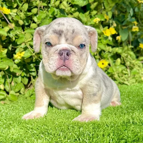 Astro (Blue Tri Merle English Bulldog)