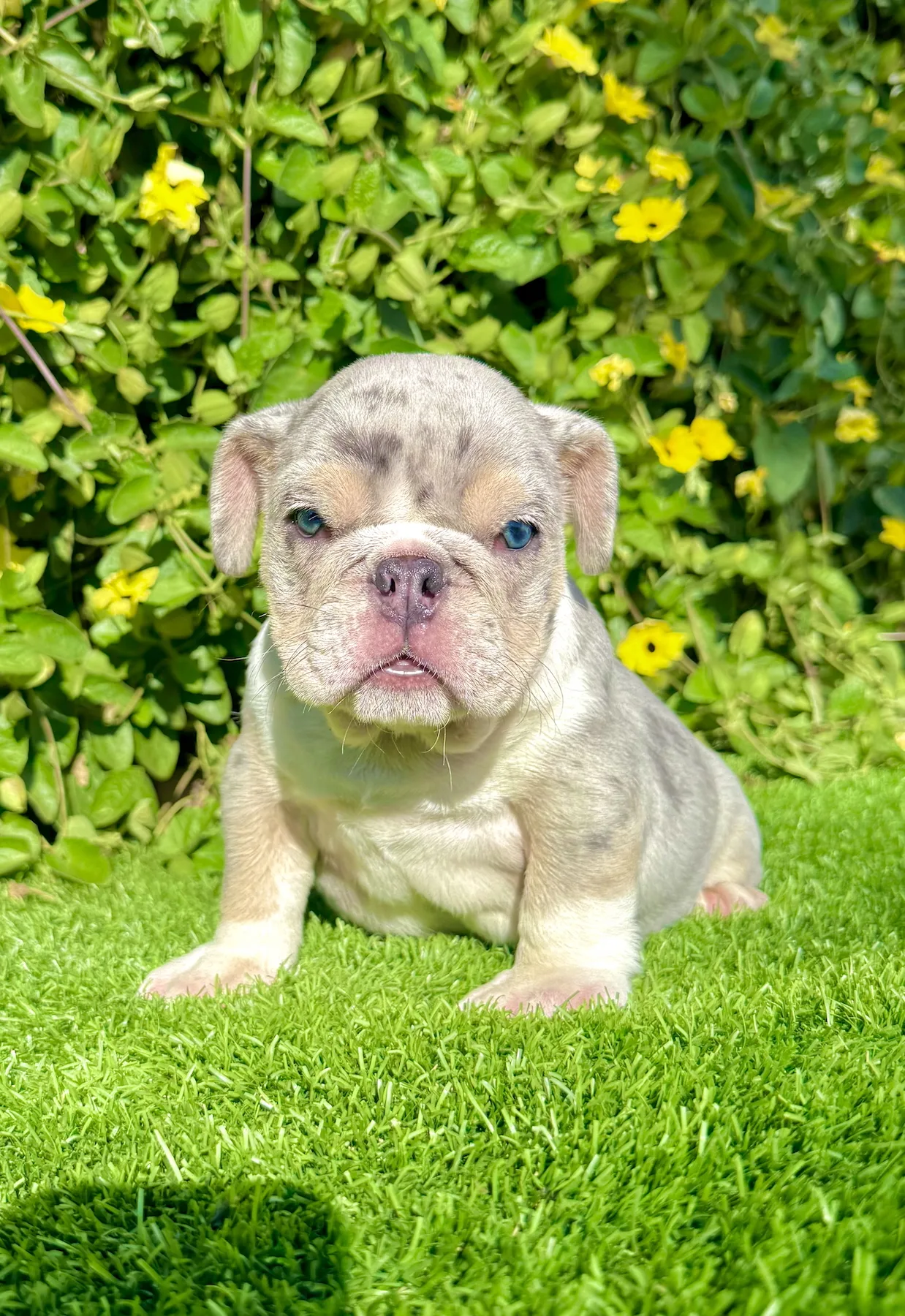 Astro (Blue Tri Merle English Bulldog) - Image 4