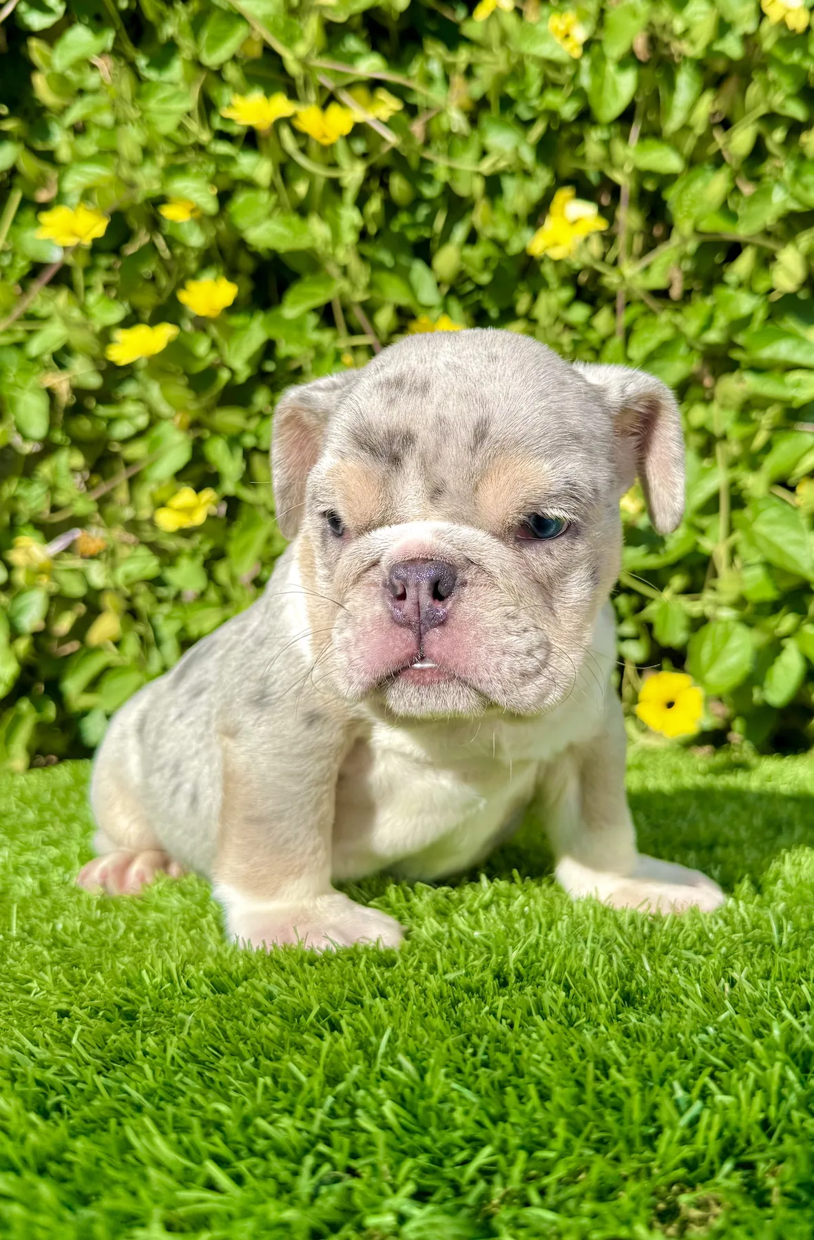 Compact, muscular Bulldog puppy with pastel markings in sunlight