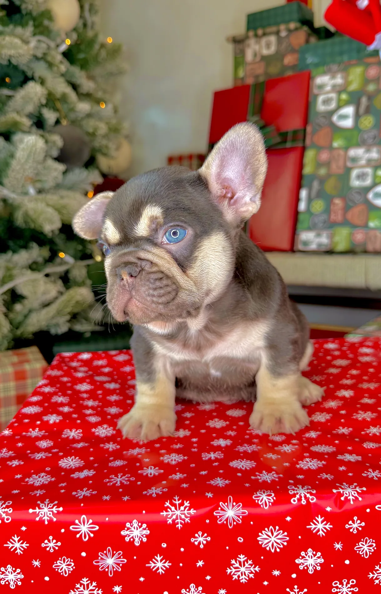 Dasher (Chocolate Tri French Bulldog) - Image 2