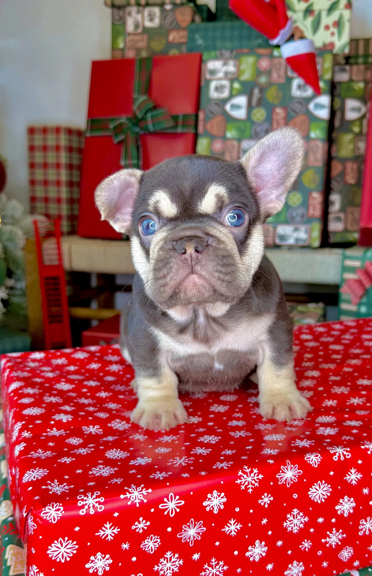 Dasher (Chocolate Tri French Bulldog) - Image 3