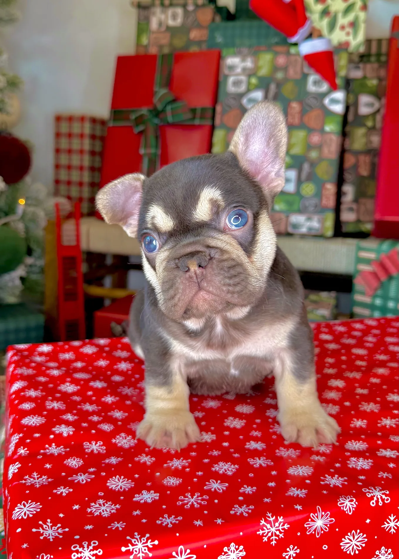 Dasher the French Bulldog puppy laying on gift-wrapped floor, with head tilted and soft lighting highlighting his blue eyes and tri-color coat.