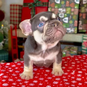 Dasher (Chocolate Tri French Bulldog)