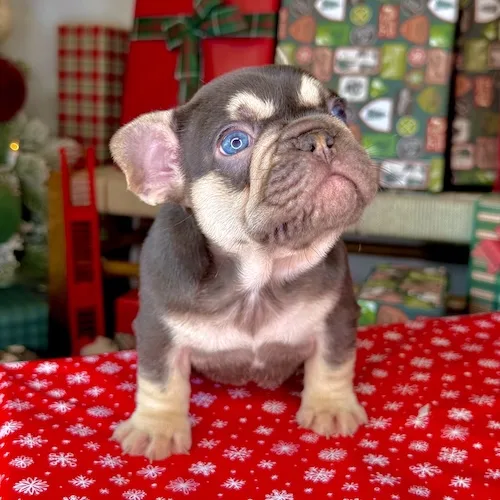 Dasher (Chocolate Tri French Bulldog)