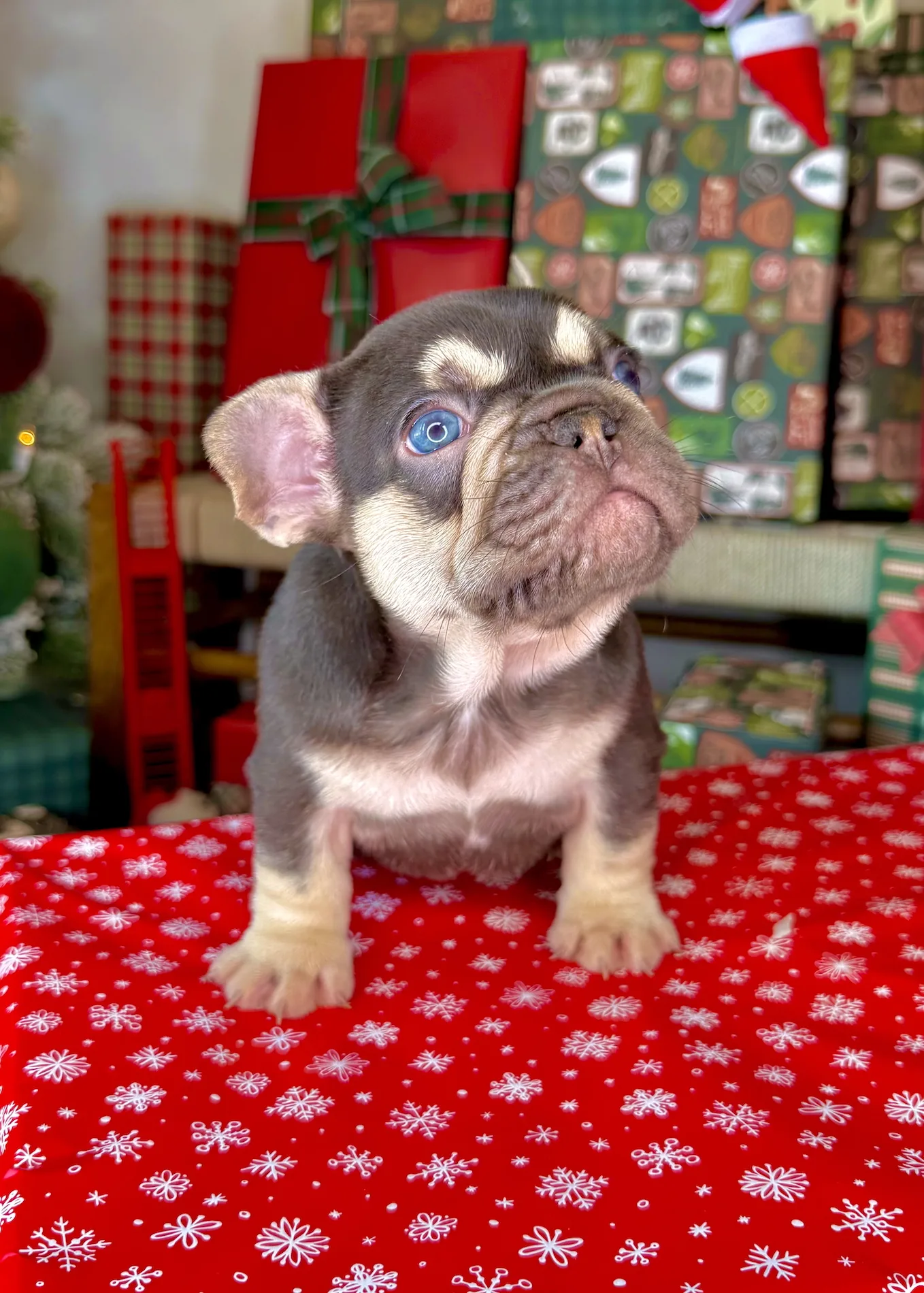 Dasher (Chocolate Tri French Bulldog) - Image 5