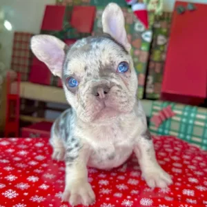 Vixen (Chocolate Merle French Bulldog)
