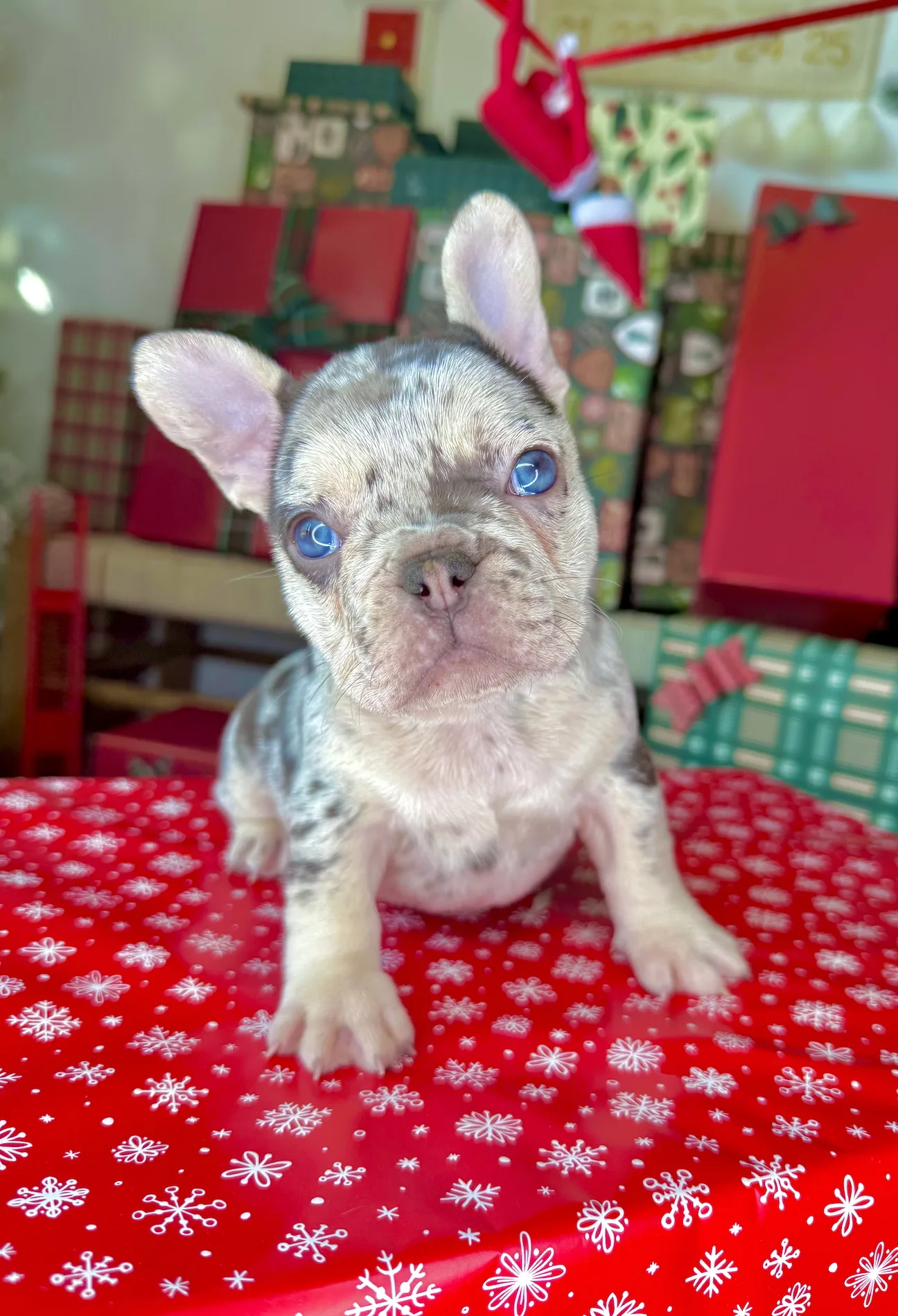 Vixen (Chocolate Merle French Bulldog) - Image 4