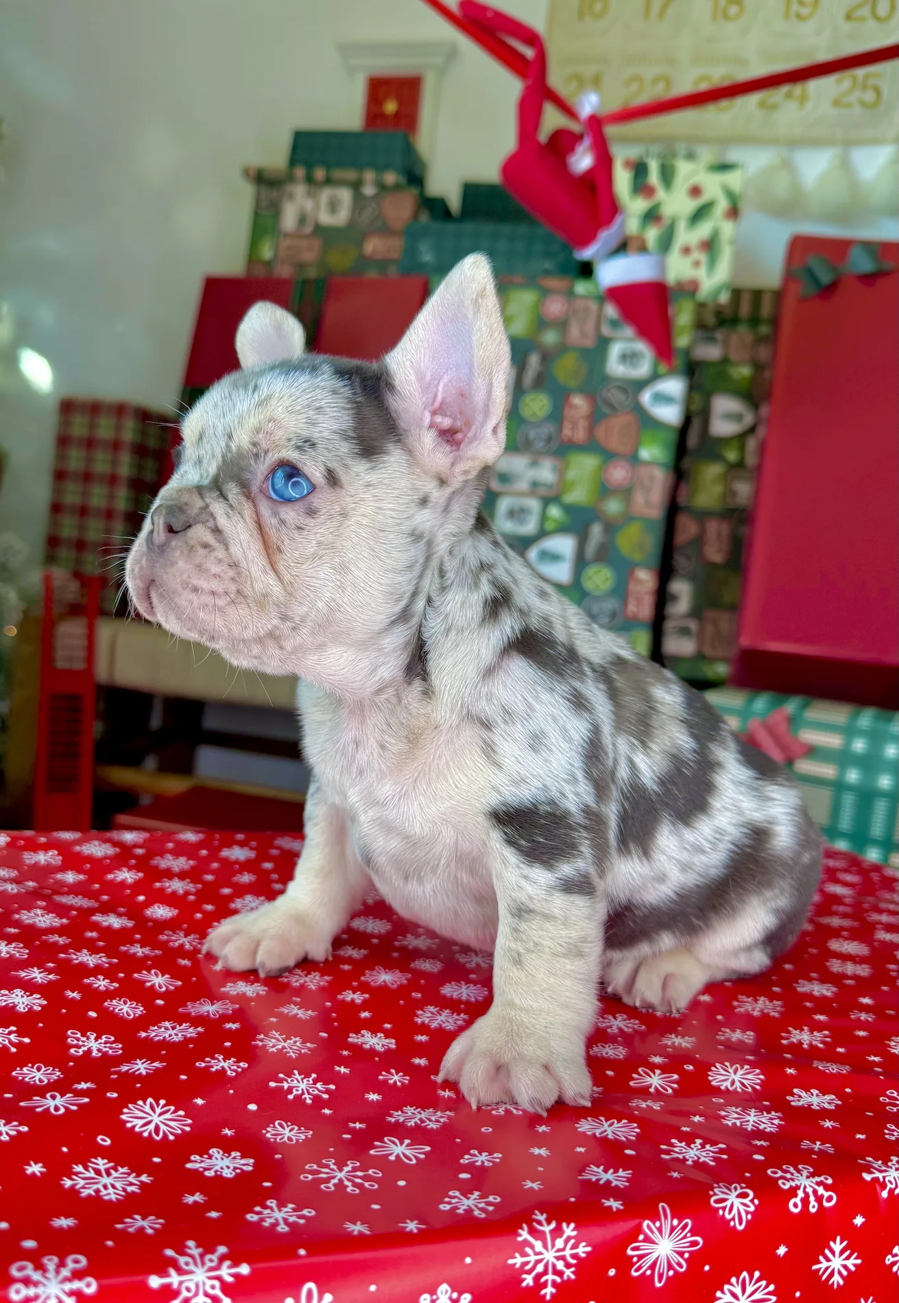 Vixen (Chocolate Merle French Bulldog) - Image 2