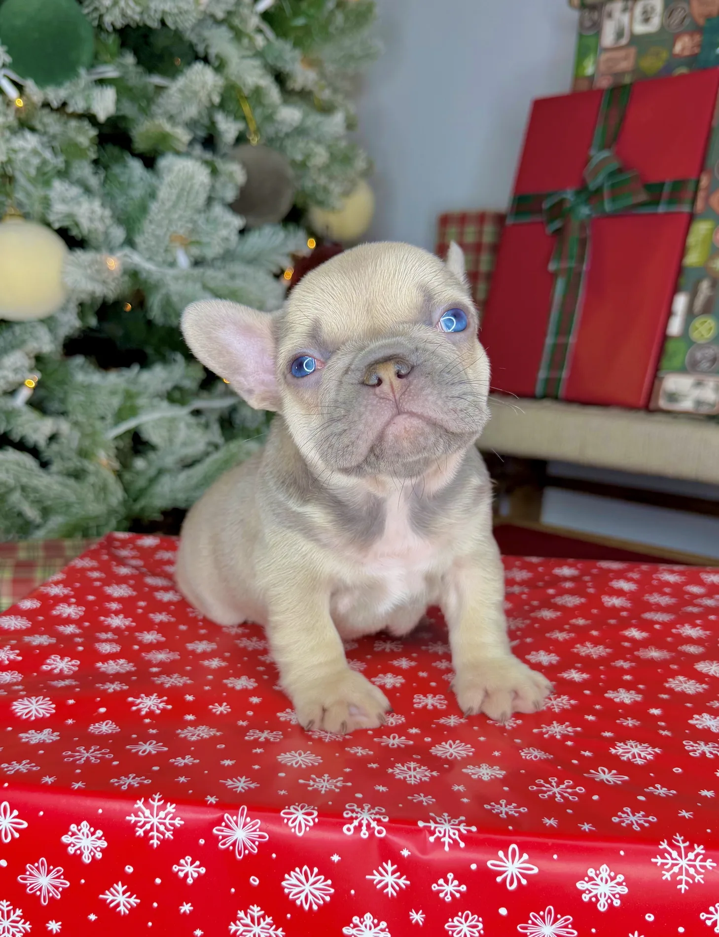 Comet (Blue Fawn French Bulldog) - Image 4