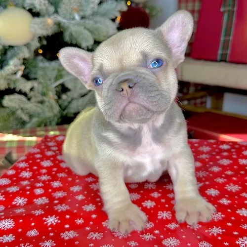 Comet (Blue Fawn French Bulldog)