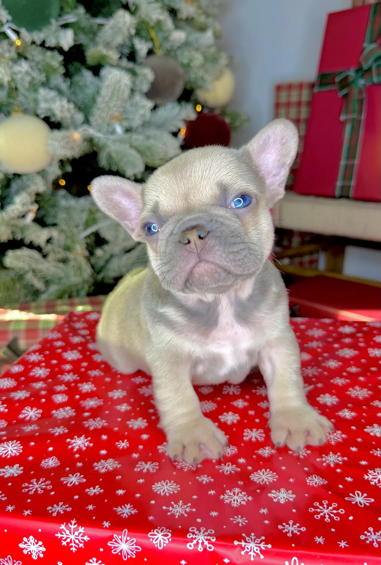 Comet, male French Bulldog with bright blue eyes and soft fawn coat