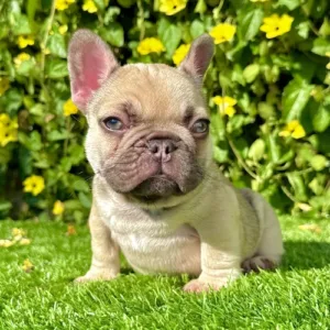 Blue fawn French Bulldog puppy Bonnie sitting confidently in bright sunlight with green eyes and upright ears.