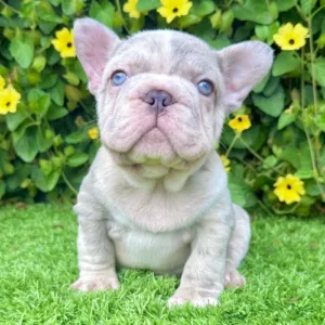 Brutus (Blue Merle French Bulldog)