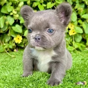 Chanel, blue fluffy female French Bulldog with soft coat