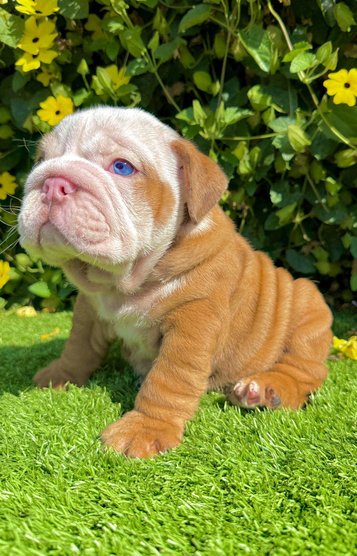 english bulldog puppy for sale fawn merle male beefy
