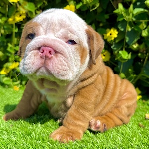 beefy fawn merle english bulldog male puppy with blue eyes walking on grass