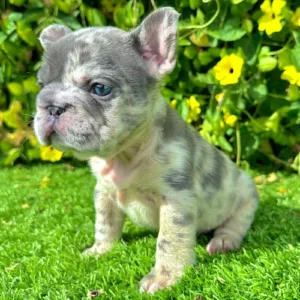 Lexi – Blue Merle Big Rope French Bulldog Female