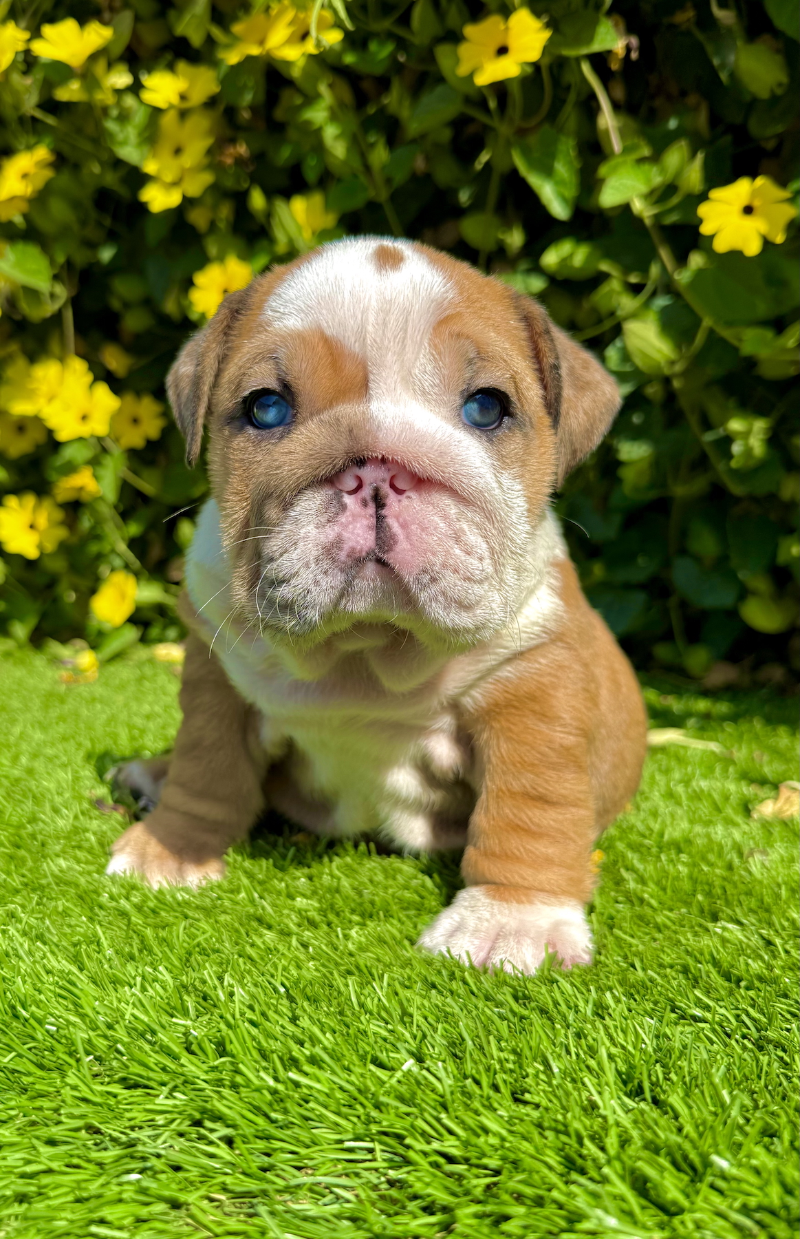wrinkly fawn merle english bulldog puppy female with blue eyes close up