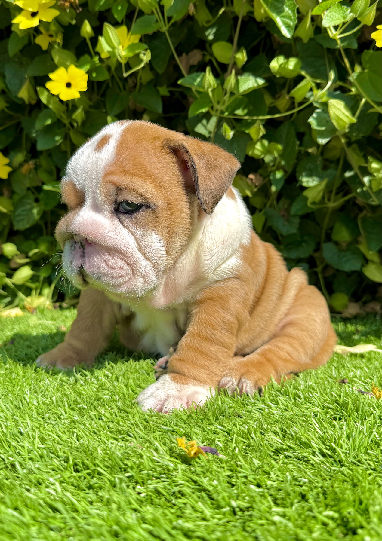 blue eyed fawn merle english bulldog puppy with thick wrinkles