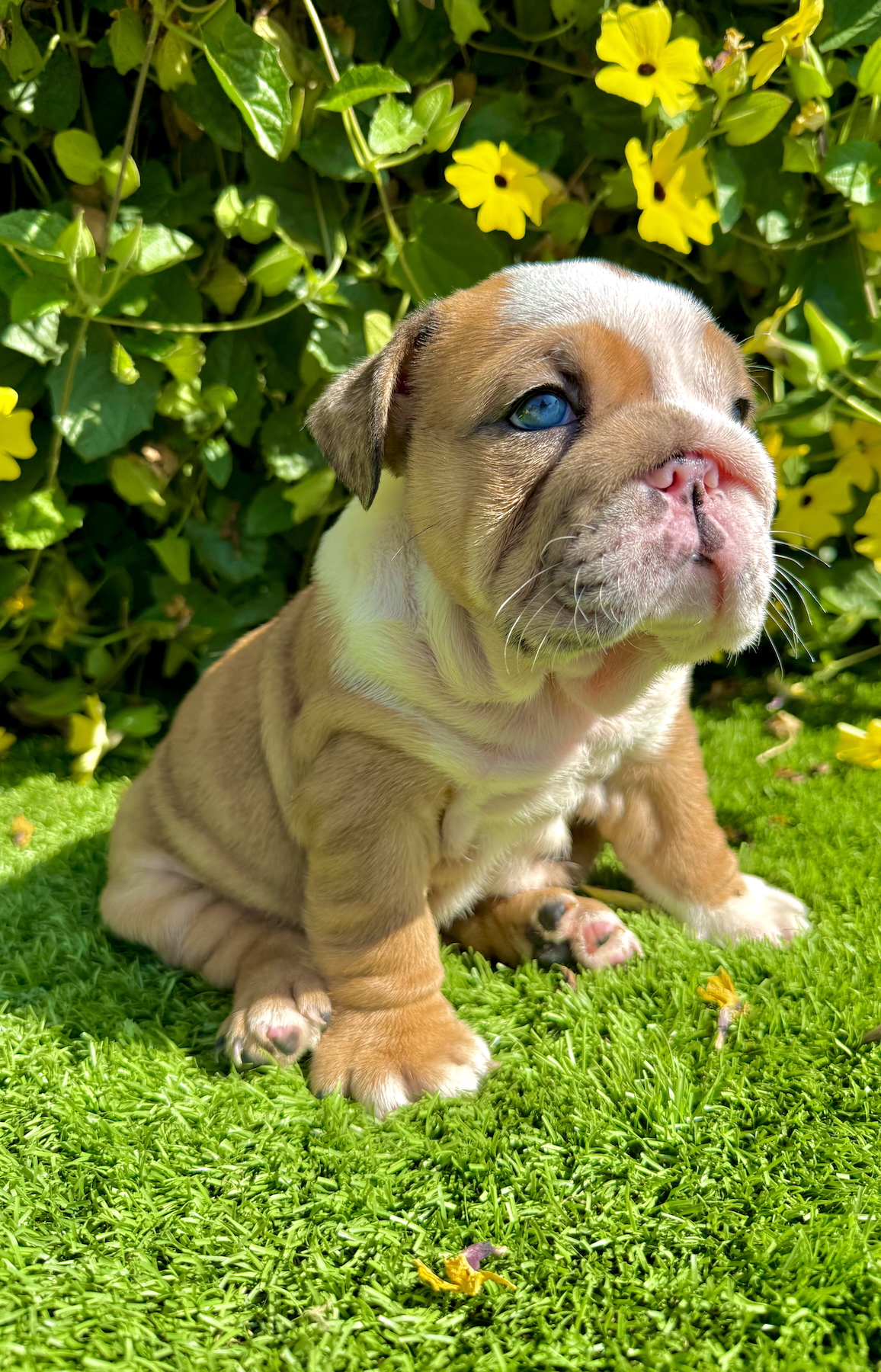 san diego fawn merle english bulldog female puppy outdoors
