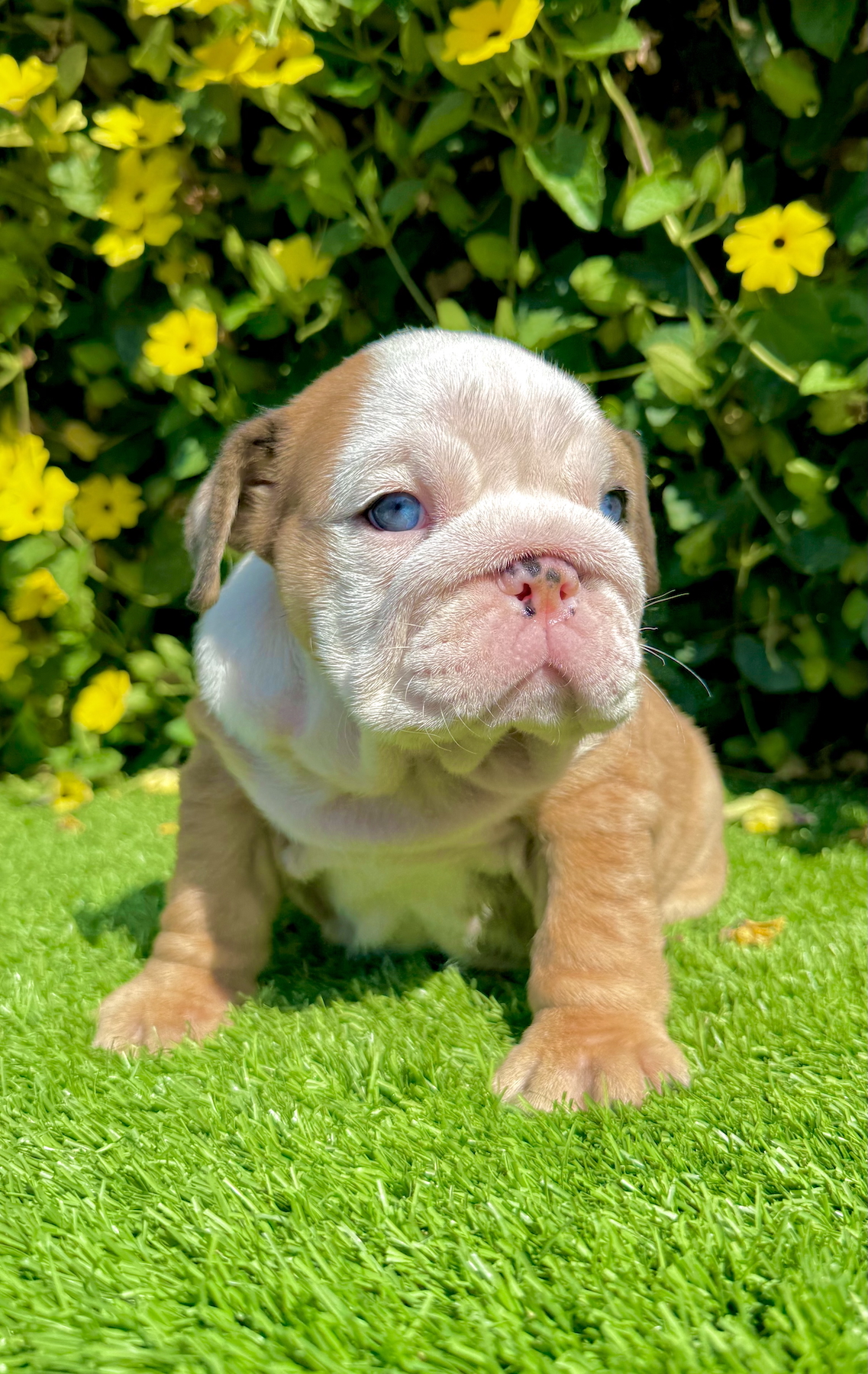 blue eyed fawn merle english bulldog puppy with thick wrinkles