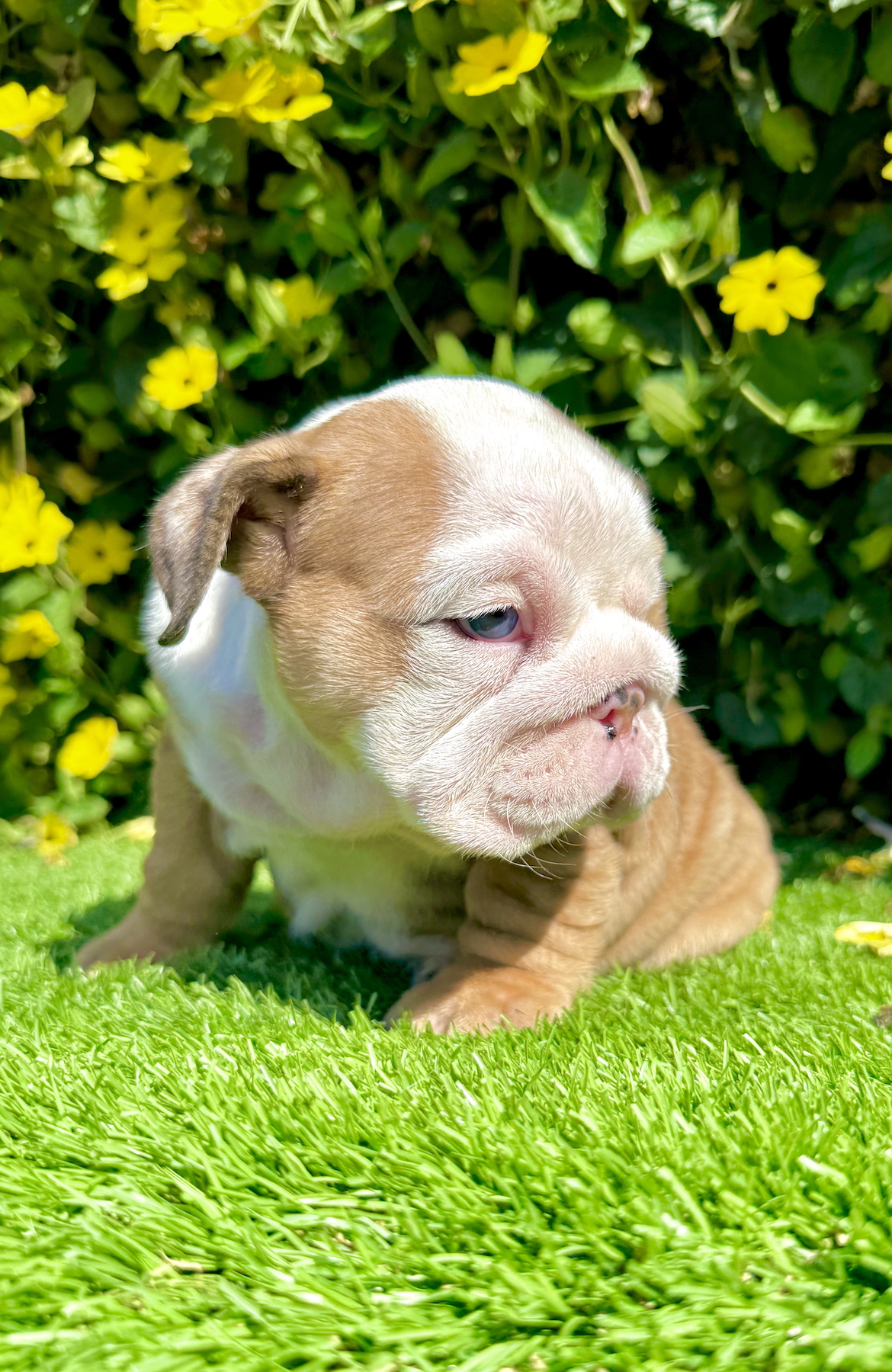 san diego fawn merle english bulldog female puppy
