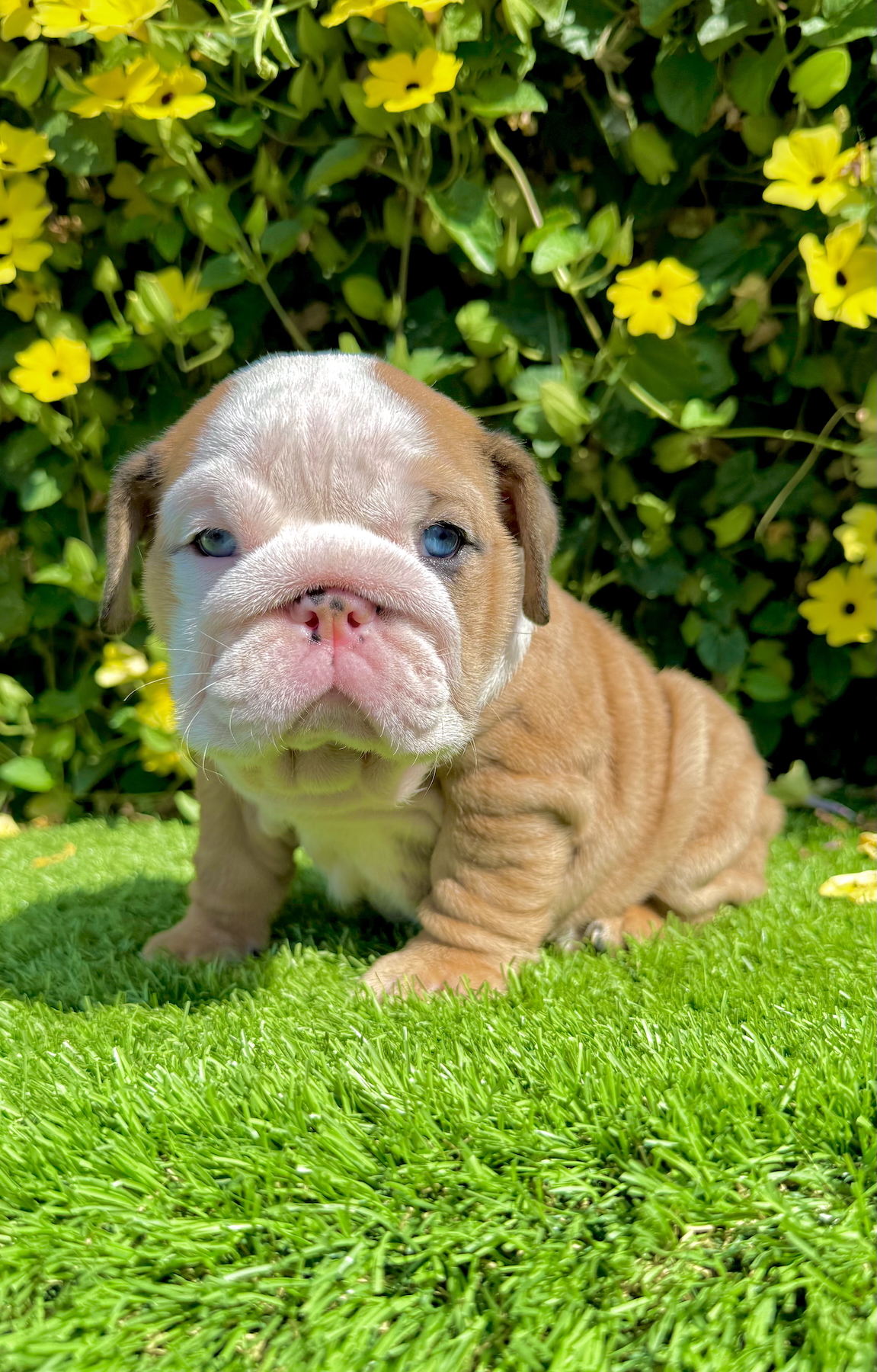 english bulldog puppy for sale fawn merle female ms muffin